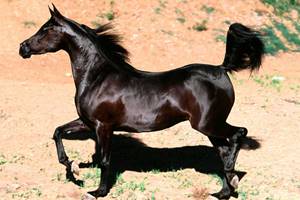 A black Arab thoroughbred