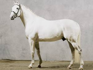 White horse