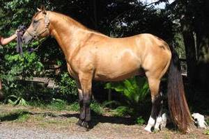 Magnificent western horse